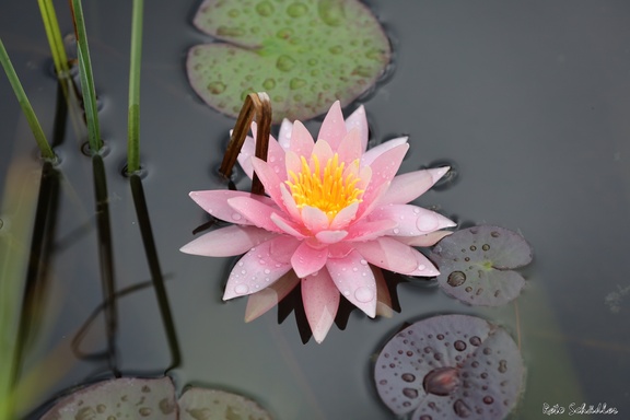 IMG 0049 Seerose r