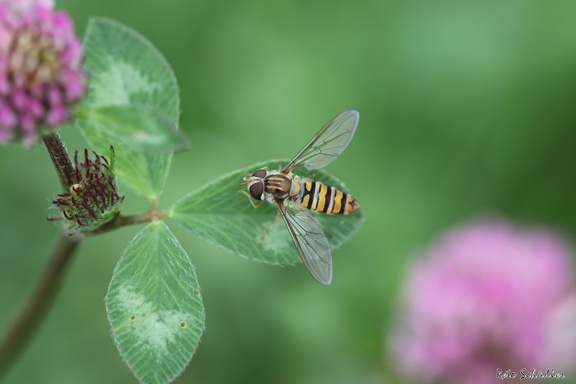 Schwebfliege IMG 7519-DeNoiseAI