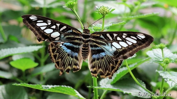 DG0A0962 pc bg